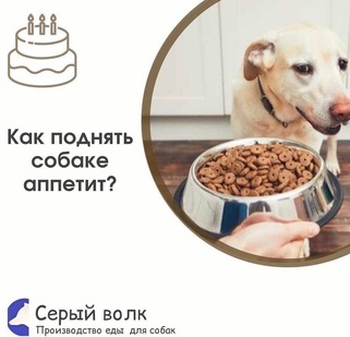 Как поднять собаке аппетит? 