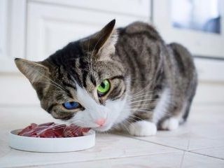 Сырое мясо кошкам - всеядные или плотоядные?