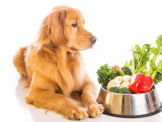 Какие витамины нужны для щенка и взрослой собаки?
